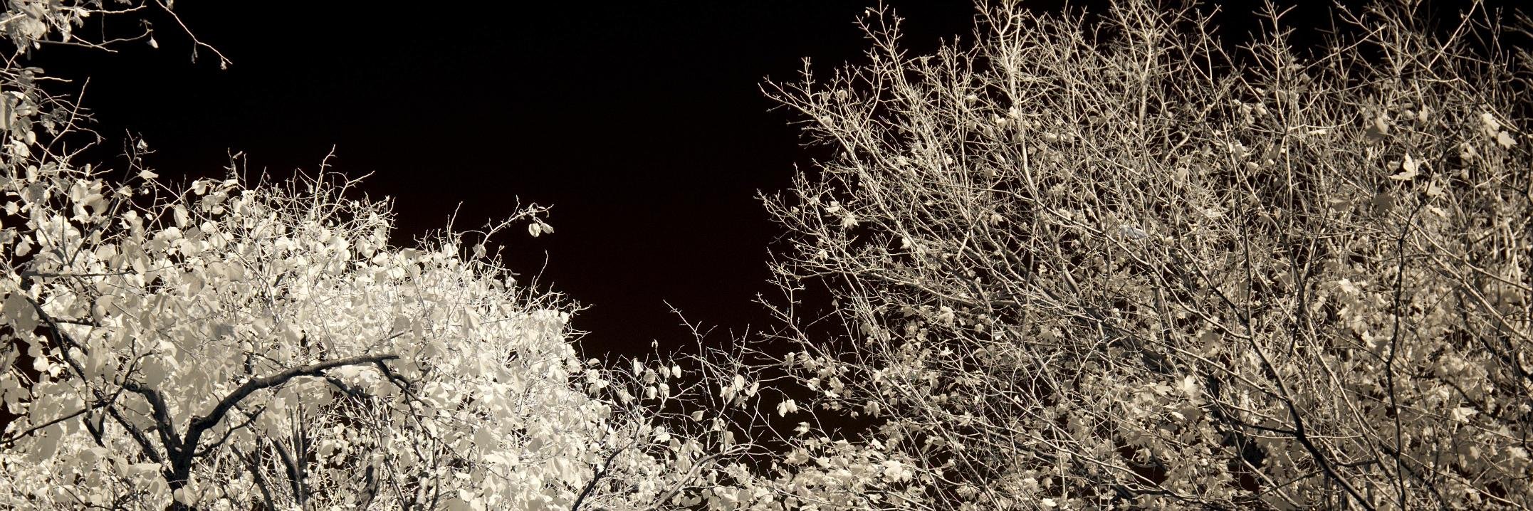 Boris Fersing banner