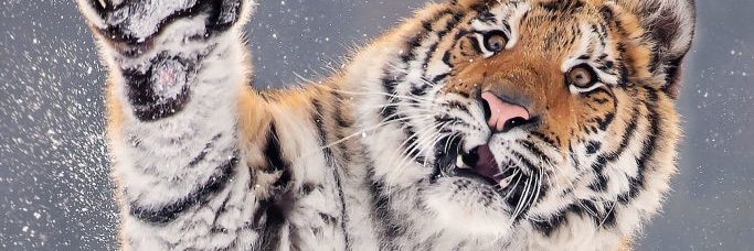 SundariTheLast's profile banner image