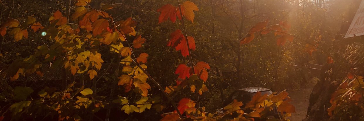 gizyil's profile banner image