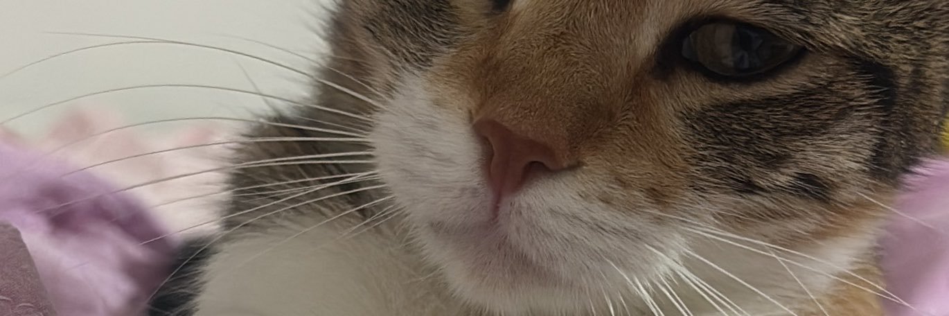 bsozgen's profile banner image