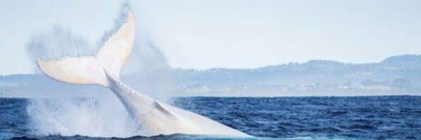 Migaloo the Whale Profile Banner