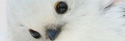 oponeko's profile banner image