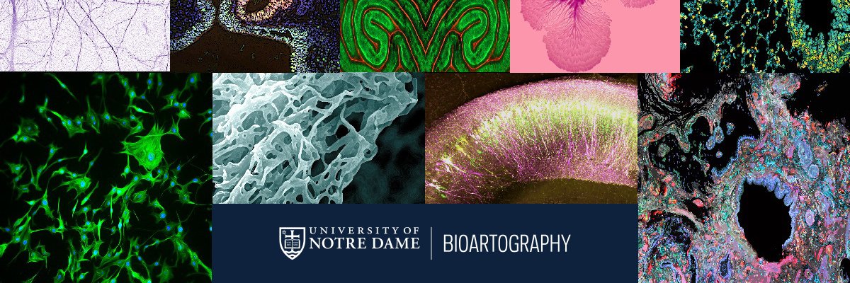 BioArtography banner