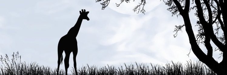 pitachok1's profile banner image