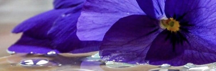 TillyLAbee's profile banner image