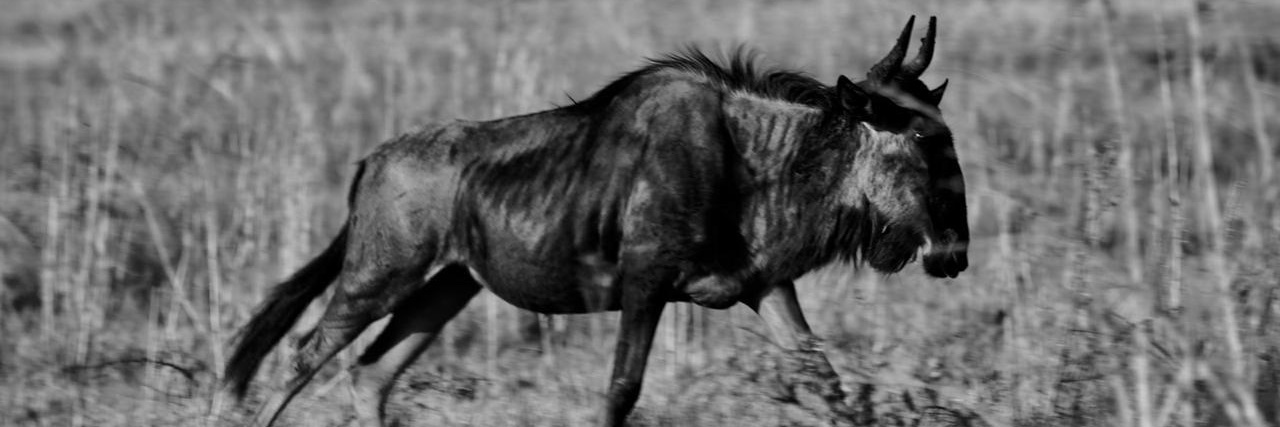 NambitiReserve's profile banner image