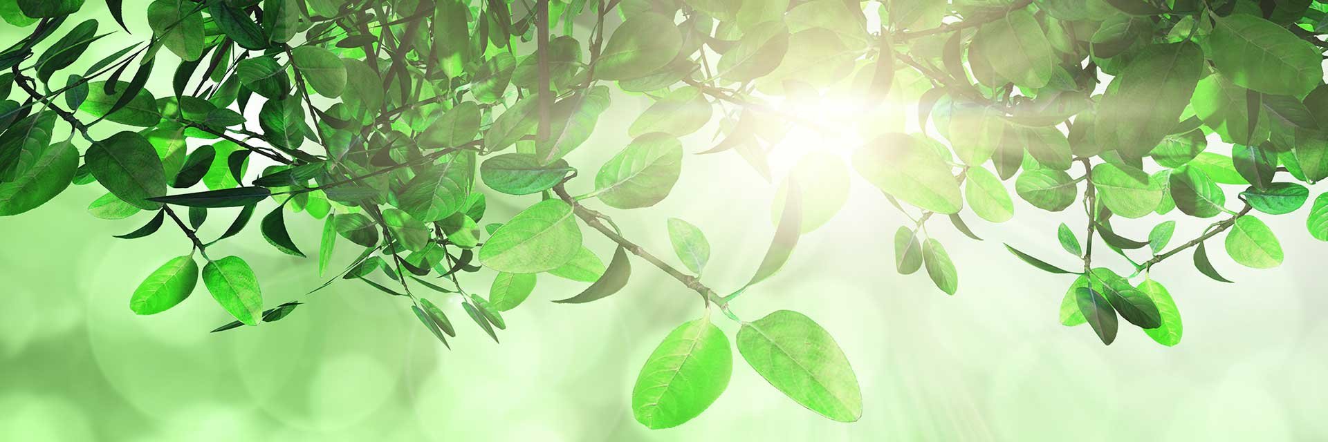 LCVerde's profile banner image