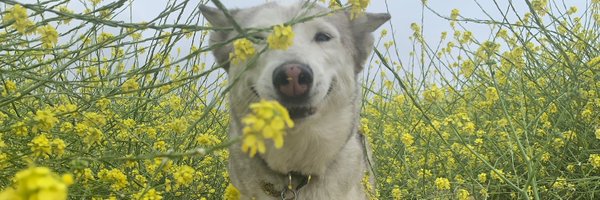 stnic Profile Banner