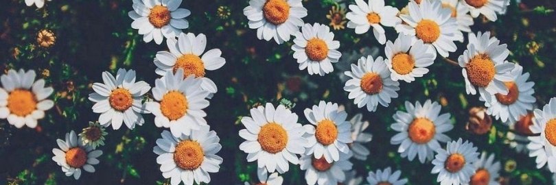 annyfonsecat's profile banner image