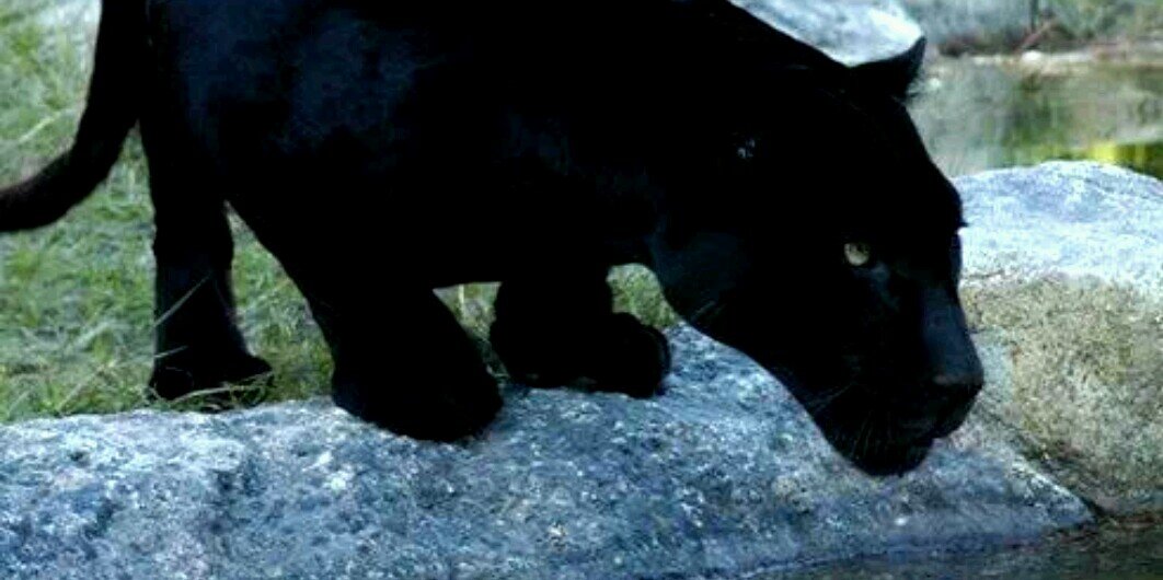AfricanChild93's profile banner image