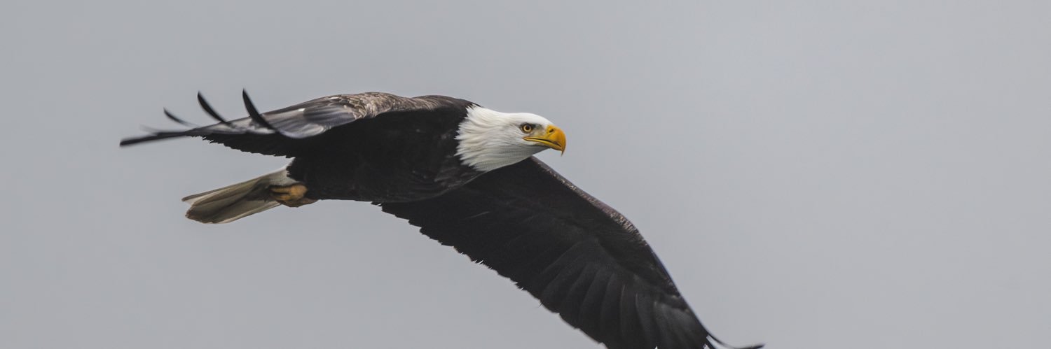 loringe's profile banner image