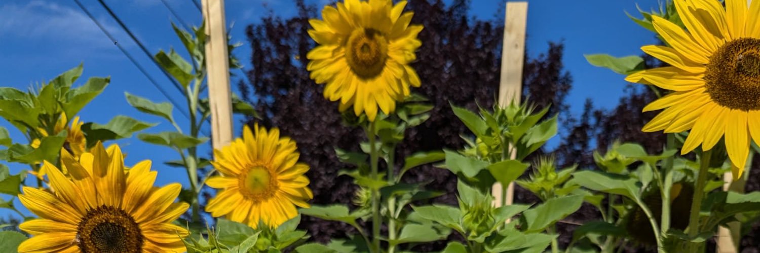 mballentyne's profile banner image