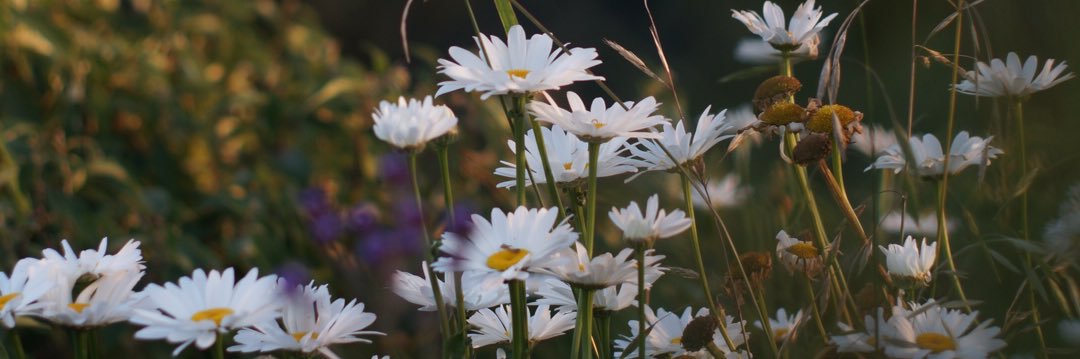 pehautari's profile banner image