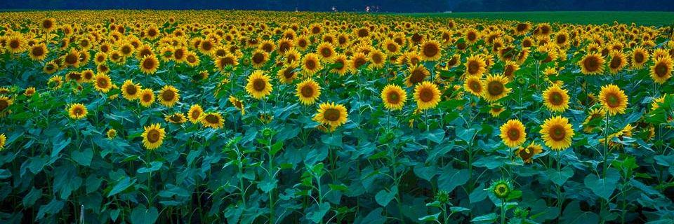 caarol__l's profile banner image