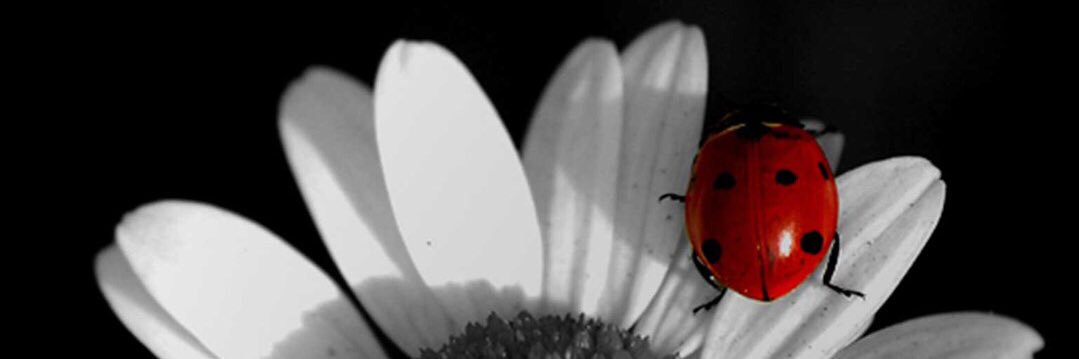 nslhnern's profile banner image