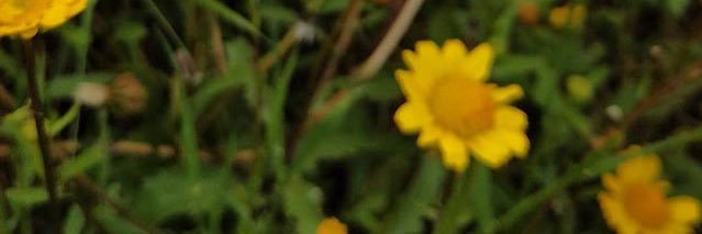 rebecacanavezzi's profile banner image