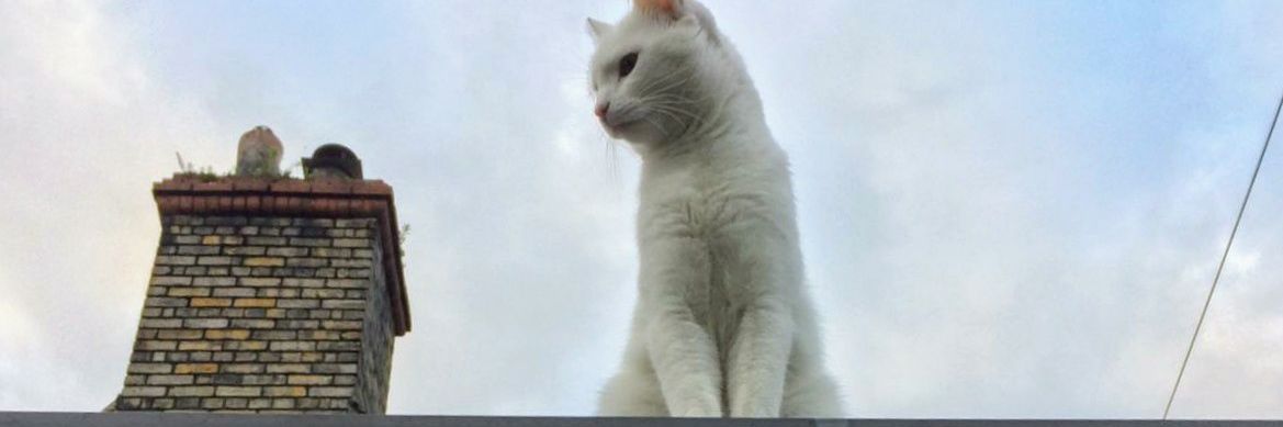 PersonalBos's profile banner image