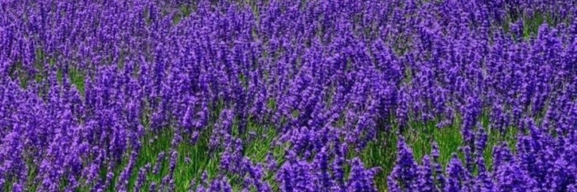 Lavender Queen♕ banner