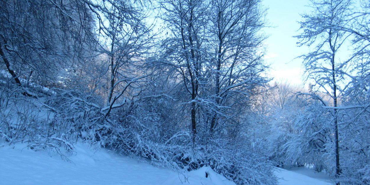 BertholdStauffenberg banner
