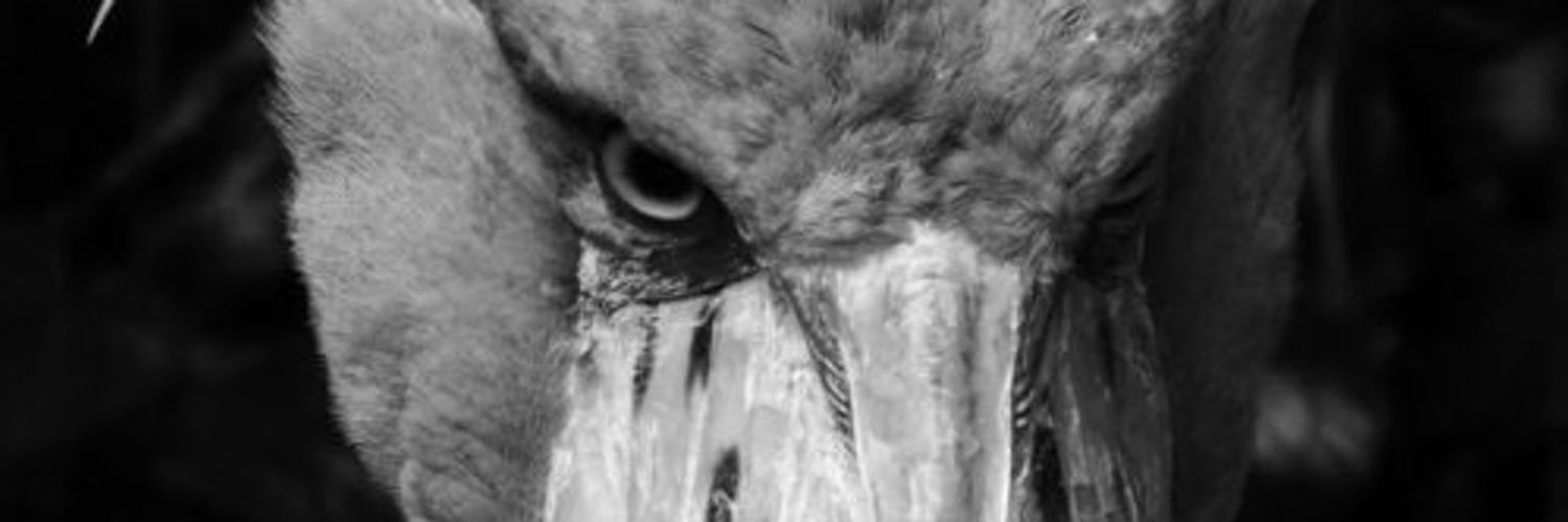GCRClassics's profile banner image