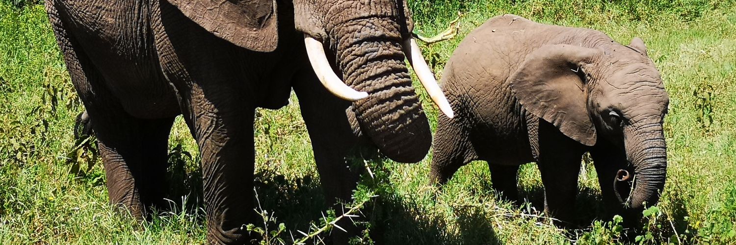 LuxuryRepCollection banner