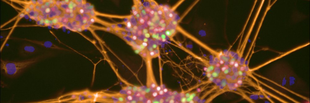 Daniel Cortés banner