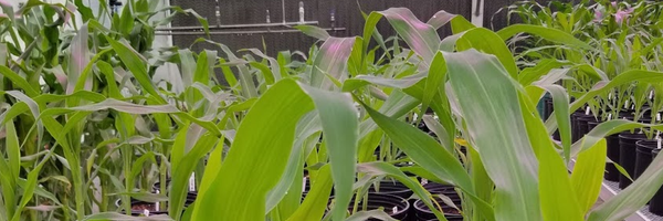 NateKorth Profile Banner