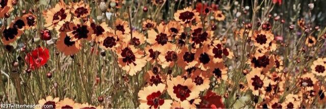 OhWildflower's profile banner image