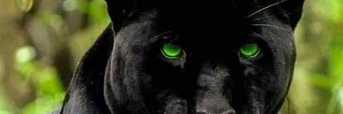 MacarioRommel's profile banner image