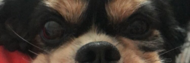 Courtney Maddison banner