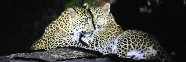 pdhivar Profile Banner