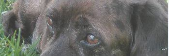 santies's profile banner image