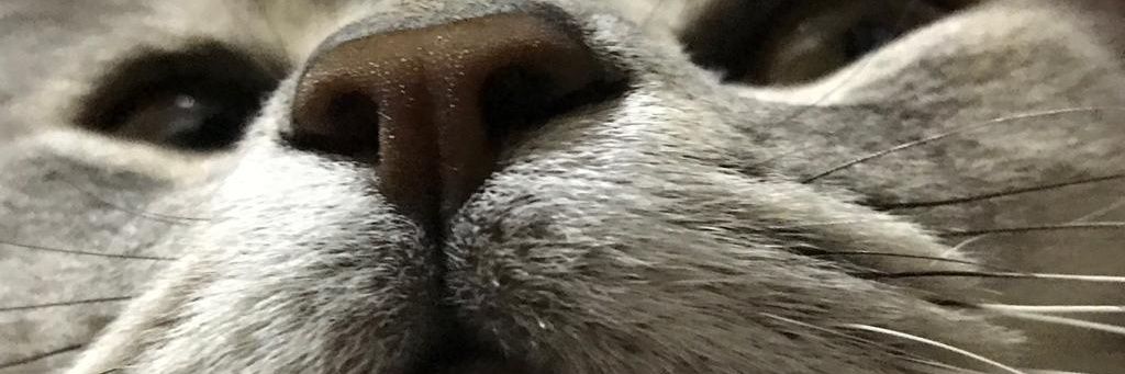MaaguiSerra's profile banner image
