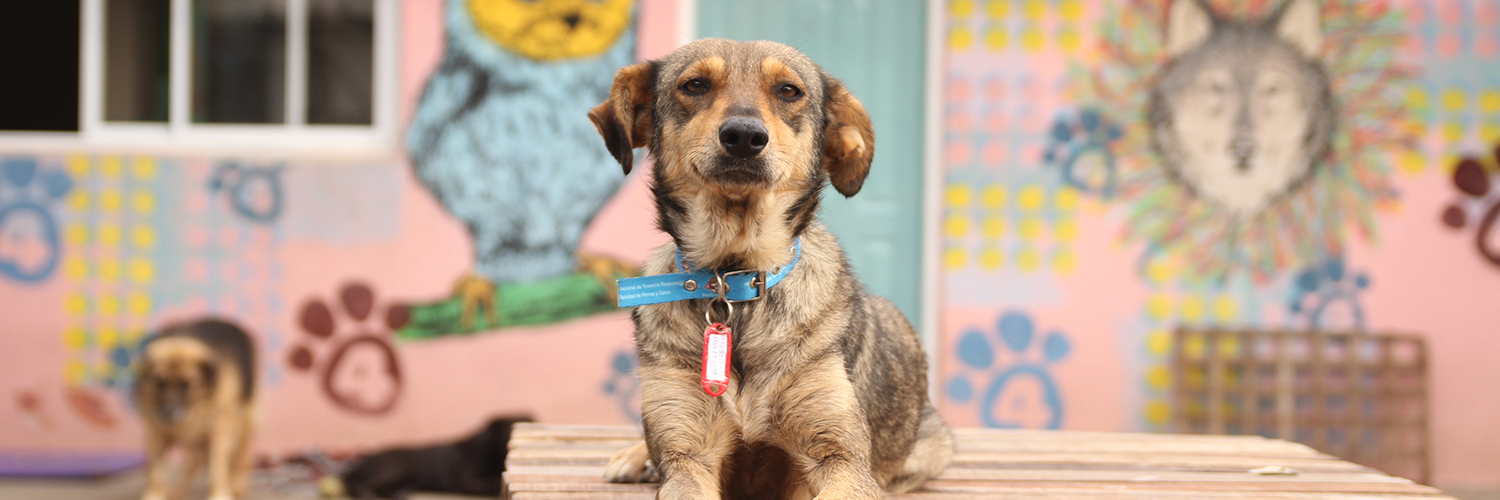 Proyecto 4 Patas banner