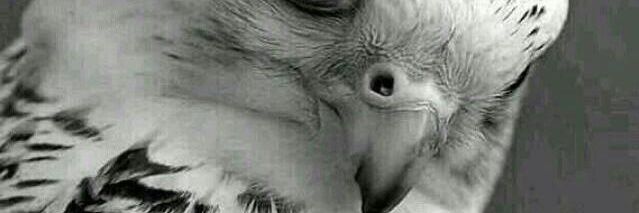 zezof221's profile banner image