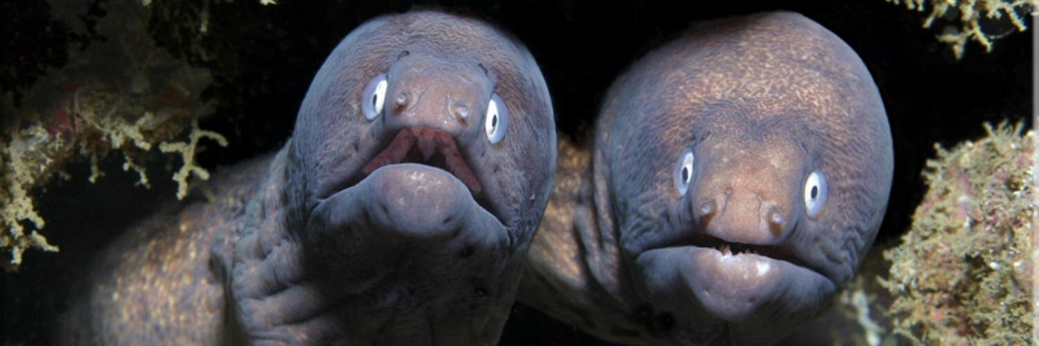 капитан беляшик banner