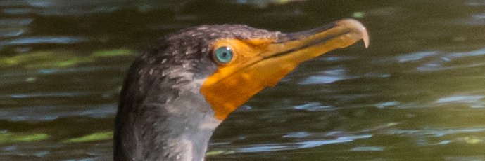 Mark Lastinger banner