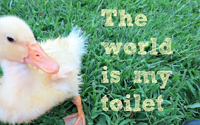 DuckyBruce's profile banner image