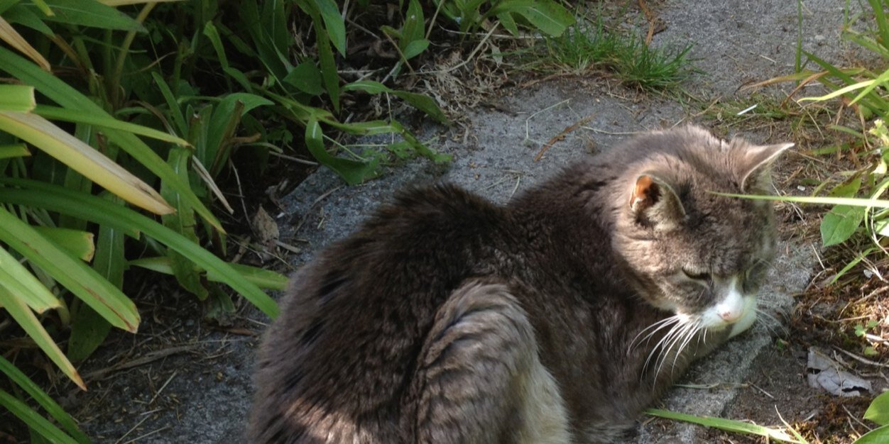 Biskythecat's profile banner image