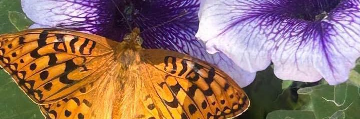 mandilane3's profile banner image