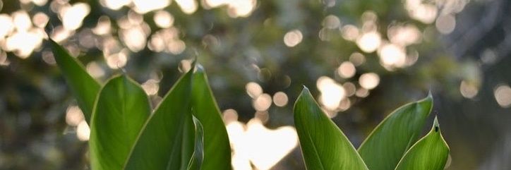 pavanbg's profile banner image