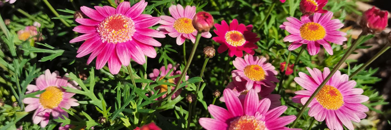bethaniapg's profile banner image