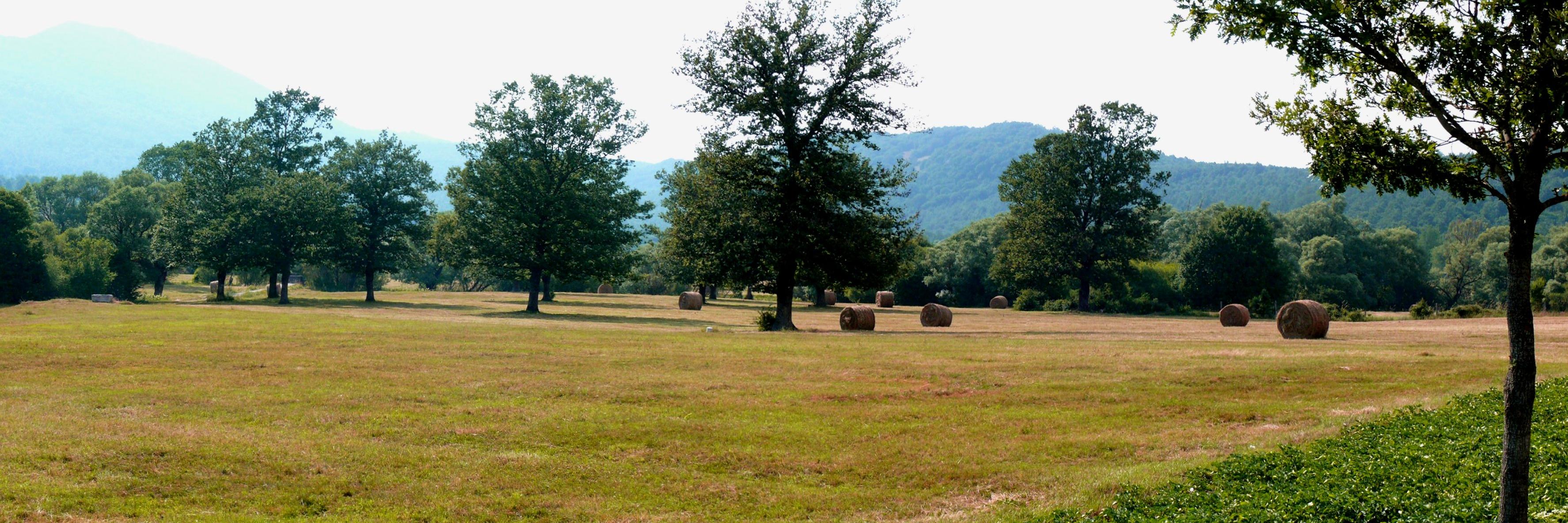 marina vitullo banner