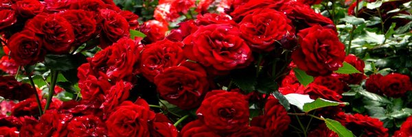 pelletposy Profile Banner