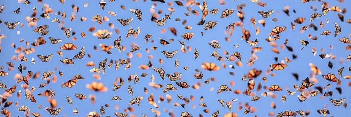 criss 🦋 banner