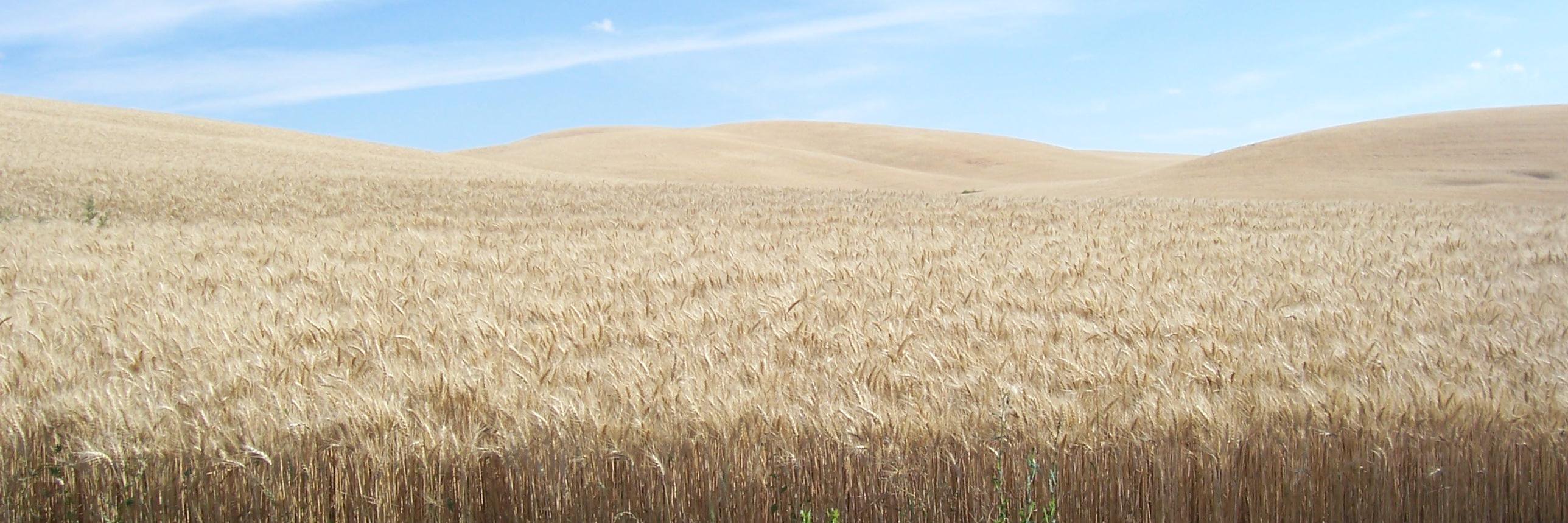 Giulia Villani banner