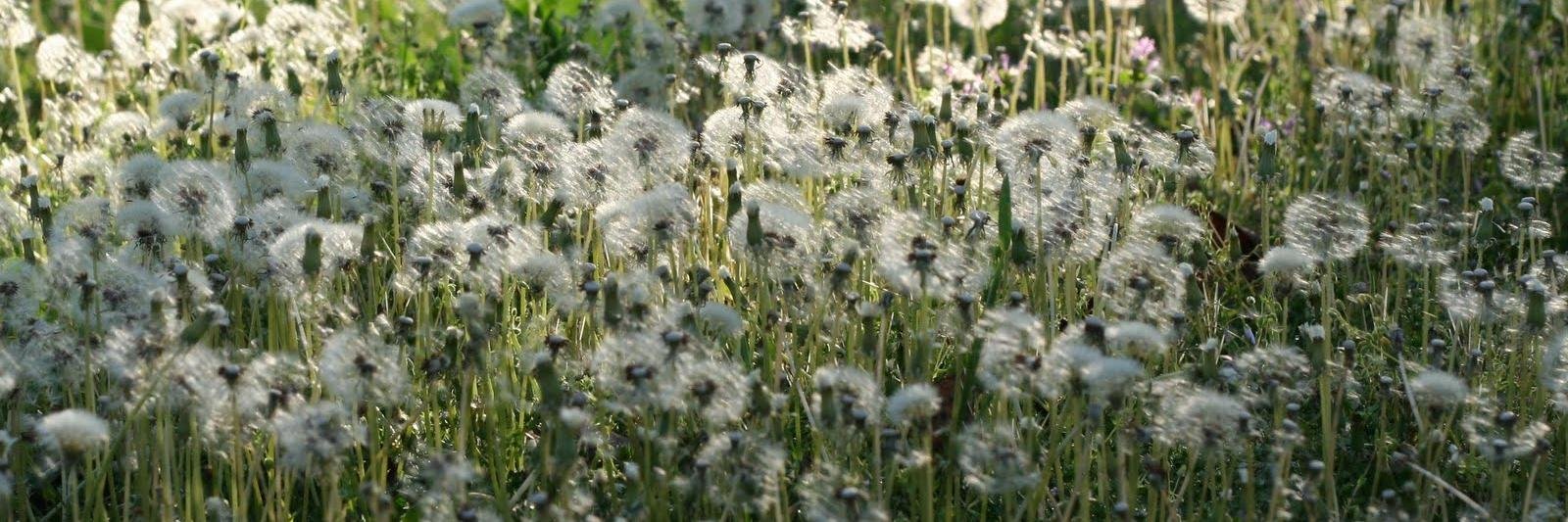 Dandelion Wine banner