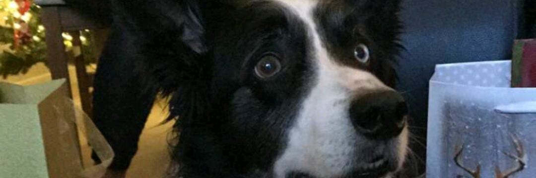 Sarah_Osgood's profile banner image