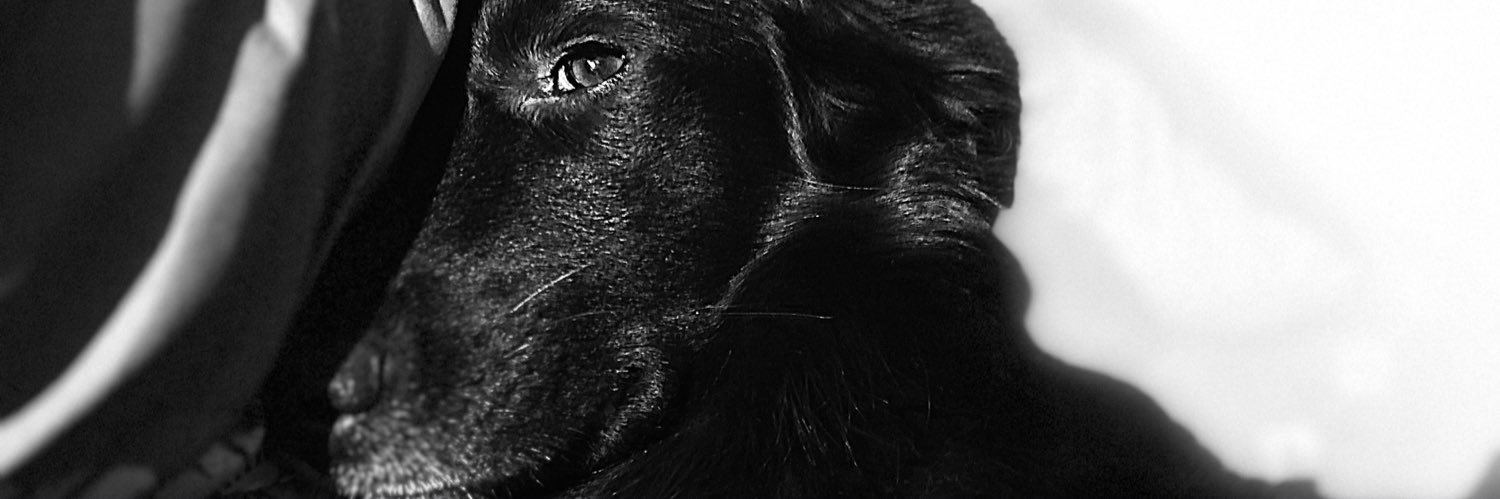 GriffonDadou's profile banner image