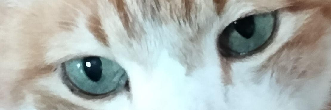 moon_star_cat's profile banner image